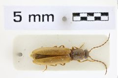 Foto (Dorsalansicht) von Athous sabatinellii (NHMW-ZOO-COL-0008548)
